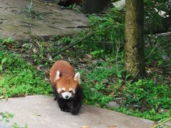 -都江堰中华大熊猫苑