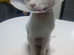 -美联众合宠物医院·爱萌分院·内外科·猫科中心