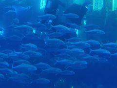 -成都浩海立方海洋公园