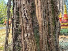 -瑞丽独树成林风景区