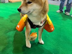 -东浩兰生上海世博展览馆