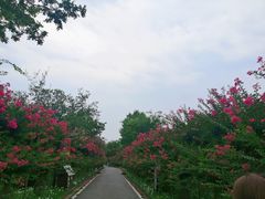 -武汉紫薇都市田园