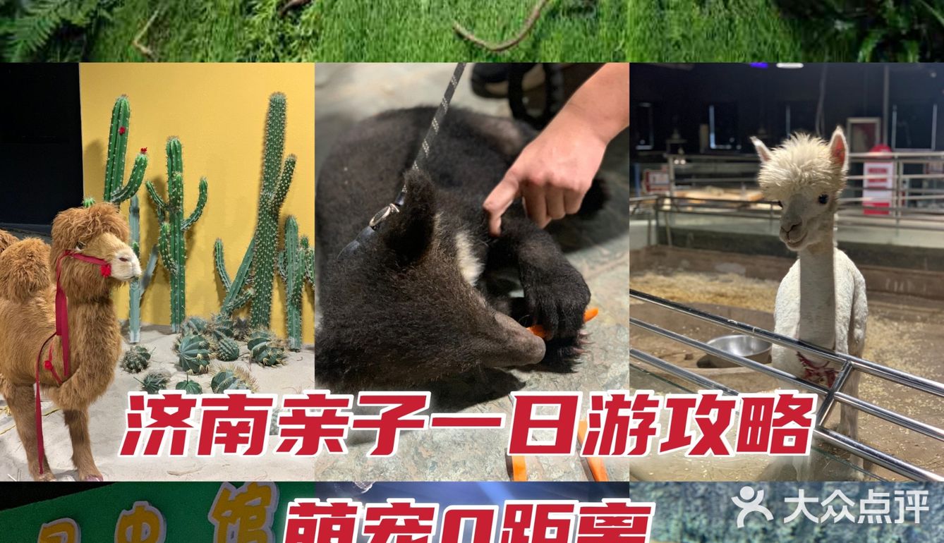 🉑爱治愈系小动物谁能不爱？周末亲子游宝藏地，济南萌宠乐园