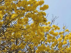-天鹿湖森林公园