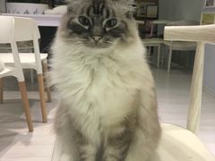 -喵的天空名猫咖啡馆·撸猫·猫舍·用品