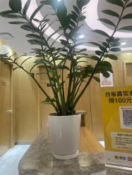 点击看大图 -智美品质医美