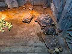 -石家庄市动物园