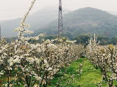 -树山生态村