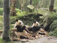 -都江堰中华大熊猫苑