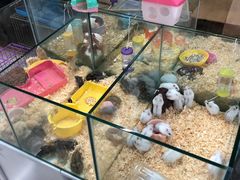 -米卢宠物公园(广华居店)