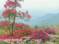 -广州市白云山风景名胜区