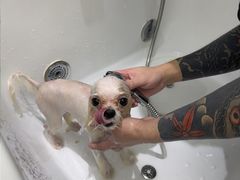 -FAELING PETS美天灵宠物(富力广场店)