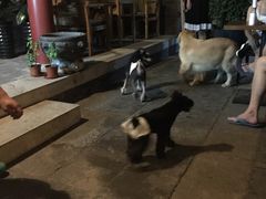 -百好乐宠物友好餐厅(朝外大街店)