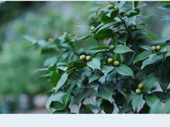 -行人小筑·茶馆(岑村火炉山分店)