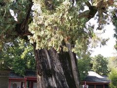 -黄帝陵