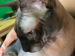 -李小姐の猫咖啡馆(五角场店)