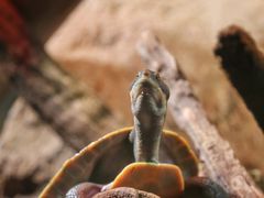 -悉尼海洋生物水族馆