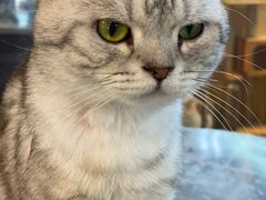 -more than meow吴止猫主题餐厅(承德 中船汇店)