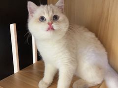 -喵zoo家庭繁育猫舍(尖东智能花园店)