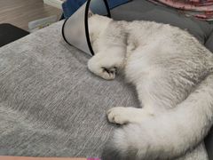 -伟伟宠物医院·CT影像中心·瑞派犬猫综合性门诊(汉口总院)