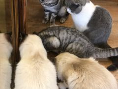 -猫的茶·猫咖