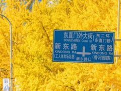 -三里屯东五街银杏大道