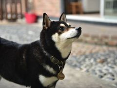 -柴犬高等学院·狗咖·柴犬售卖·宠物训练