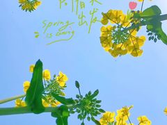 -西京湾花海
