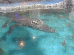 -石家庄海洋公园