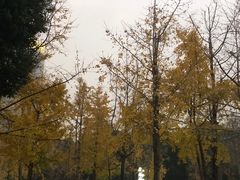 -重庆市江北嘴中央商务区中央公园