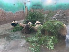 -熊猫厨房
