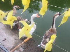 -北京鹿世界主题园