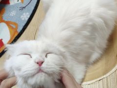 -猫和宫(六道口店)
