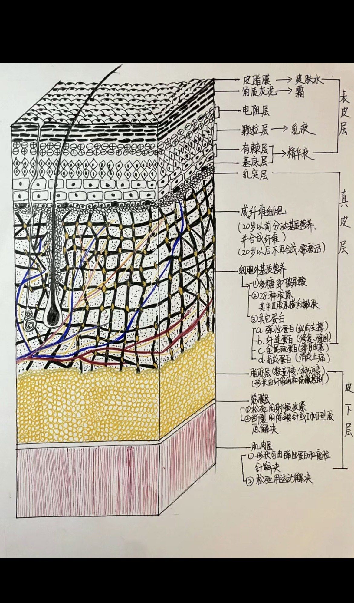 头皮结构大揭秘,你get了吗?