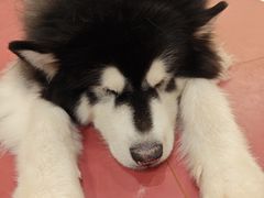 -和它·交个朋友·狗咖猫咖(爱琴海店)