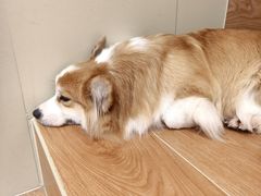 -和它·交个朋友·狗咖猫咖(爱琴海店)