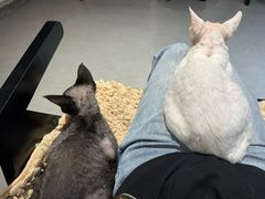 -琪喵猫屋·撸猫猫咖·猫舍