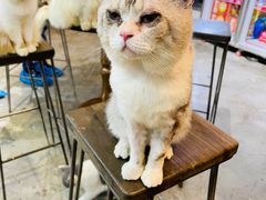 -more than meow吴止猫主题餐厅(承德 中船汇店)