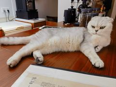 -有猫主题·治愈系猫咖(曾厝垵店)