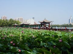 -莲花池公园