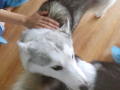 -Husky Go! 哈士奇体验馆·宠物咖啡厅狗咖