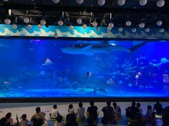 -烟台海昌鲸鲨海洋公园