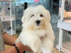 -翊宠yipet猫狗购宠庄园犬舍•猫舍