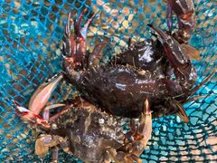 -庆山饭店·海鲜饺子家常菜(北戴河黑石路店)