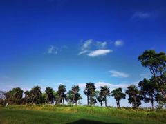 -春花秋色城市公园