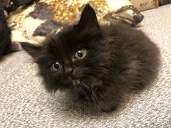 -大观园影院式足浴Spa店(沙坪坝店)