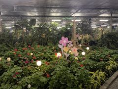 -南宫五洲植物乐园