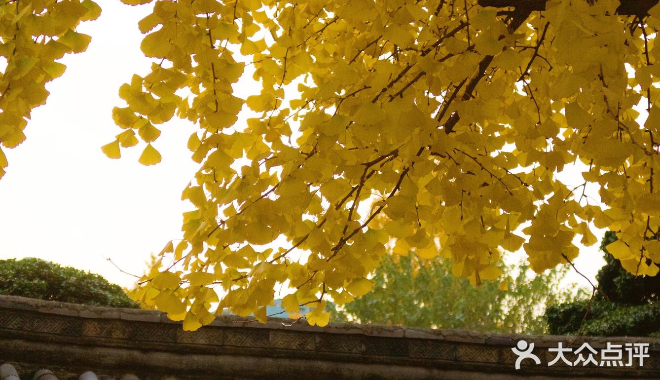 成都拍照｜这里的银杏有股禅意
