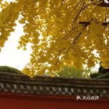 成都拍照｜这里的银杏有股禅意