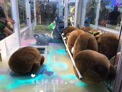 -PAWTOY爪e玩偶店(天兴罗斯福店)